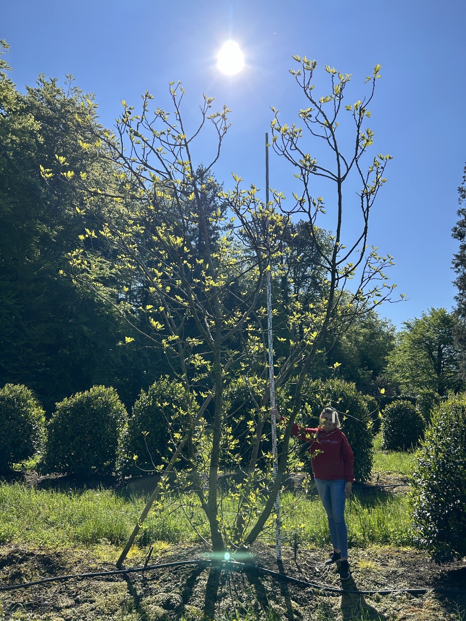 Ficus carica