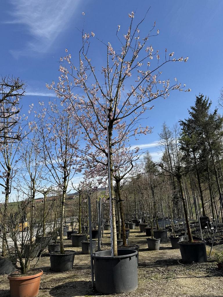 Prunus dulcis