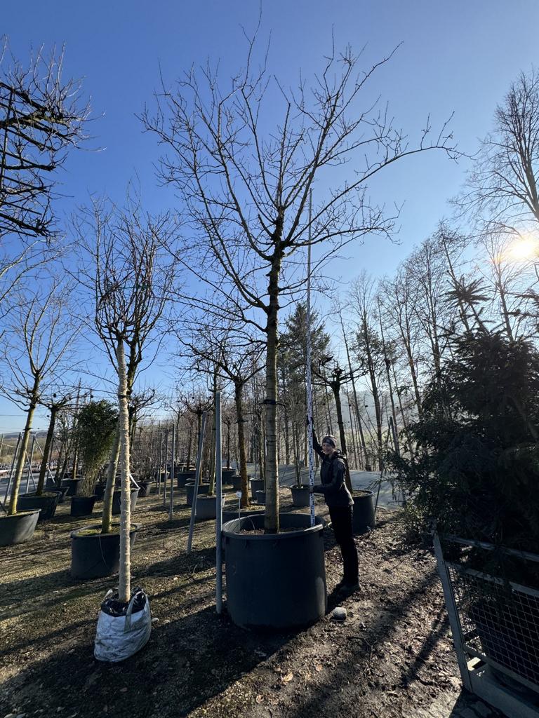 Prunus dulcis