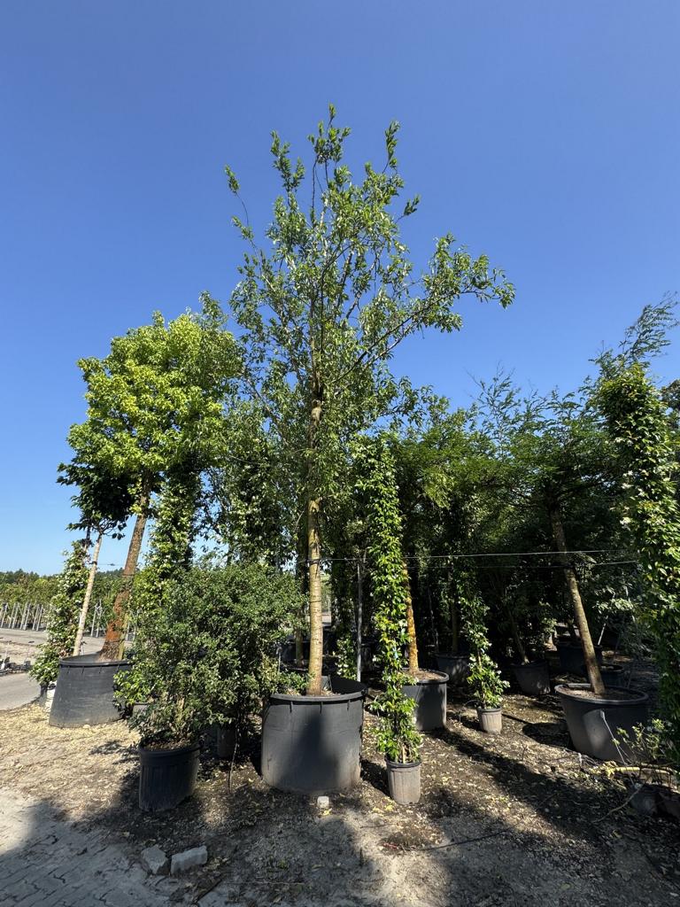 Prunus dulcis