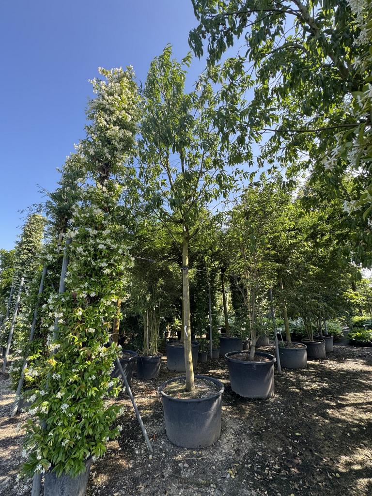 Prunus dulcis