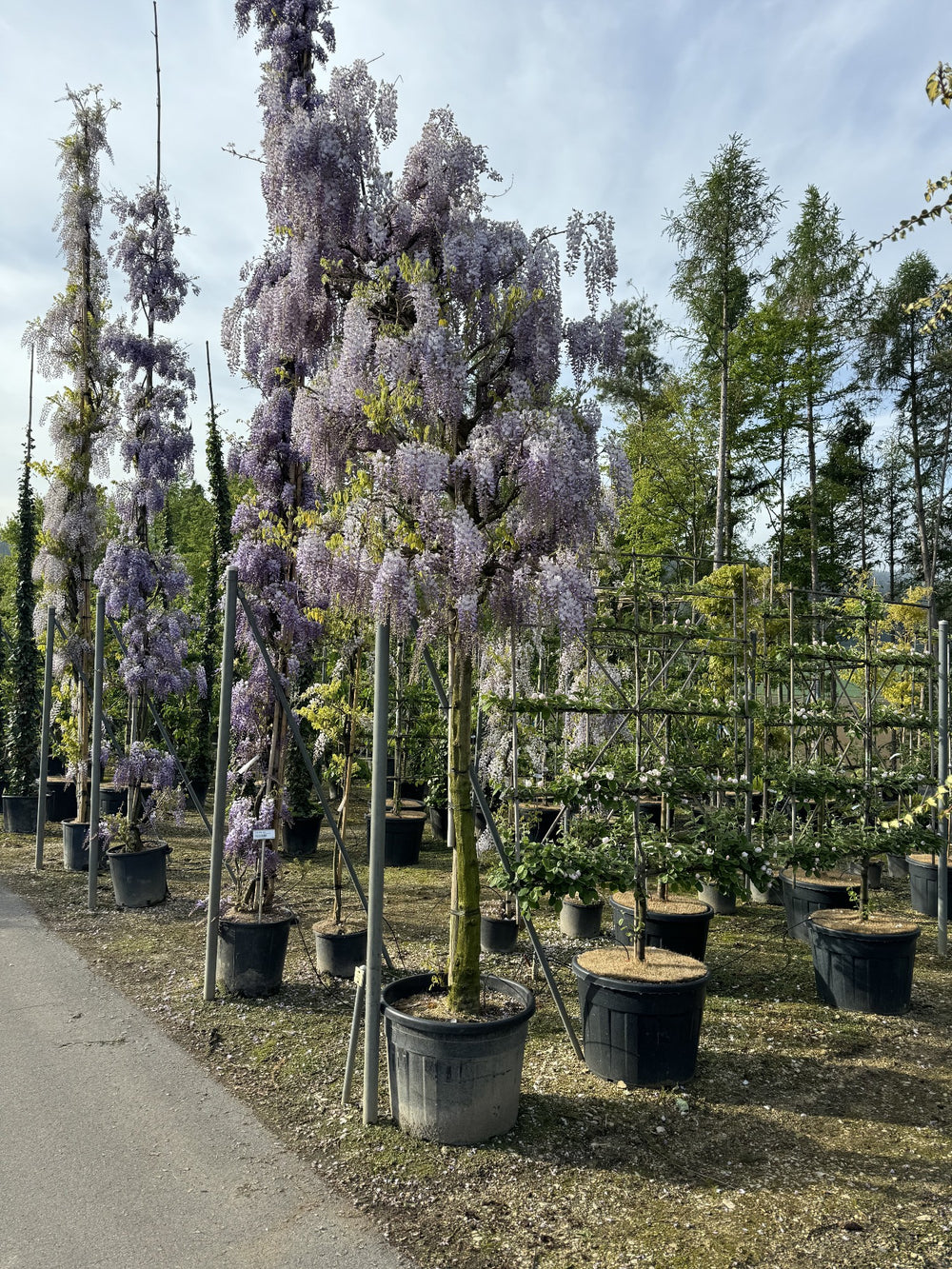 Wisteria sinensis