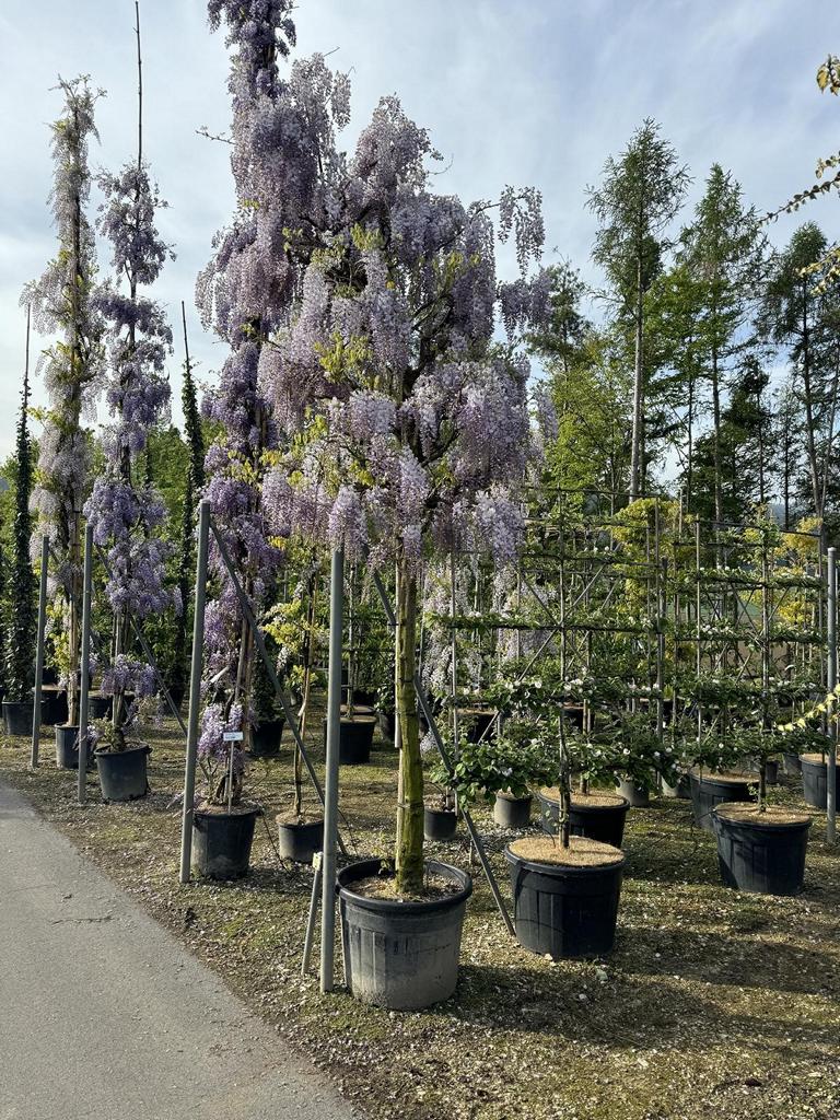 Wisteria sinensis