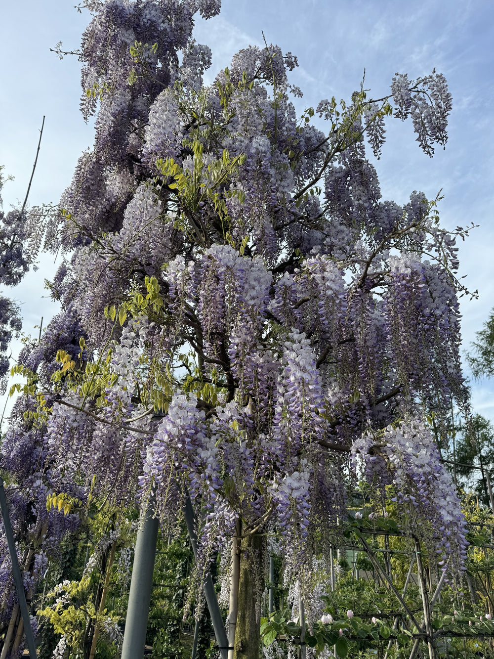 Wisteria sinensis