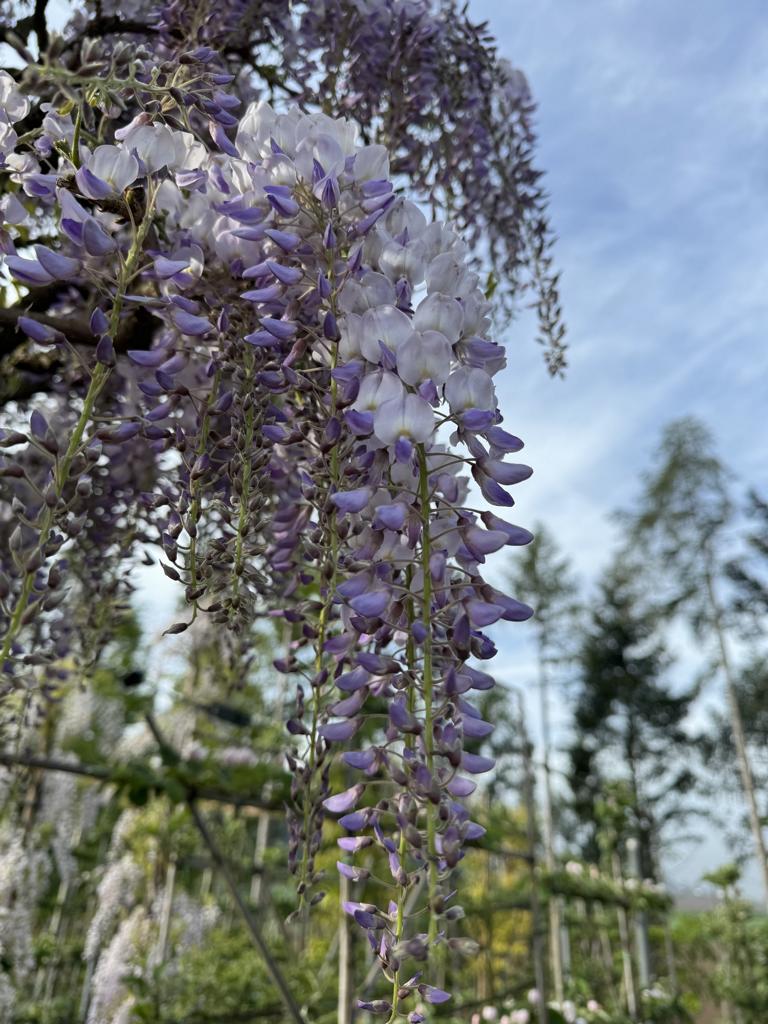 Wisteria sinensis