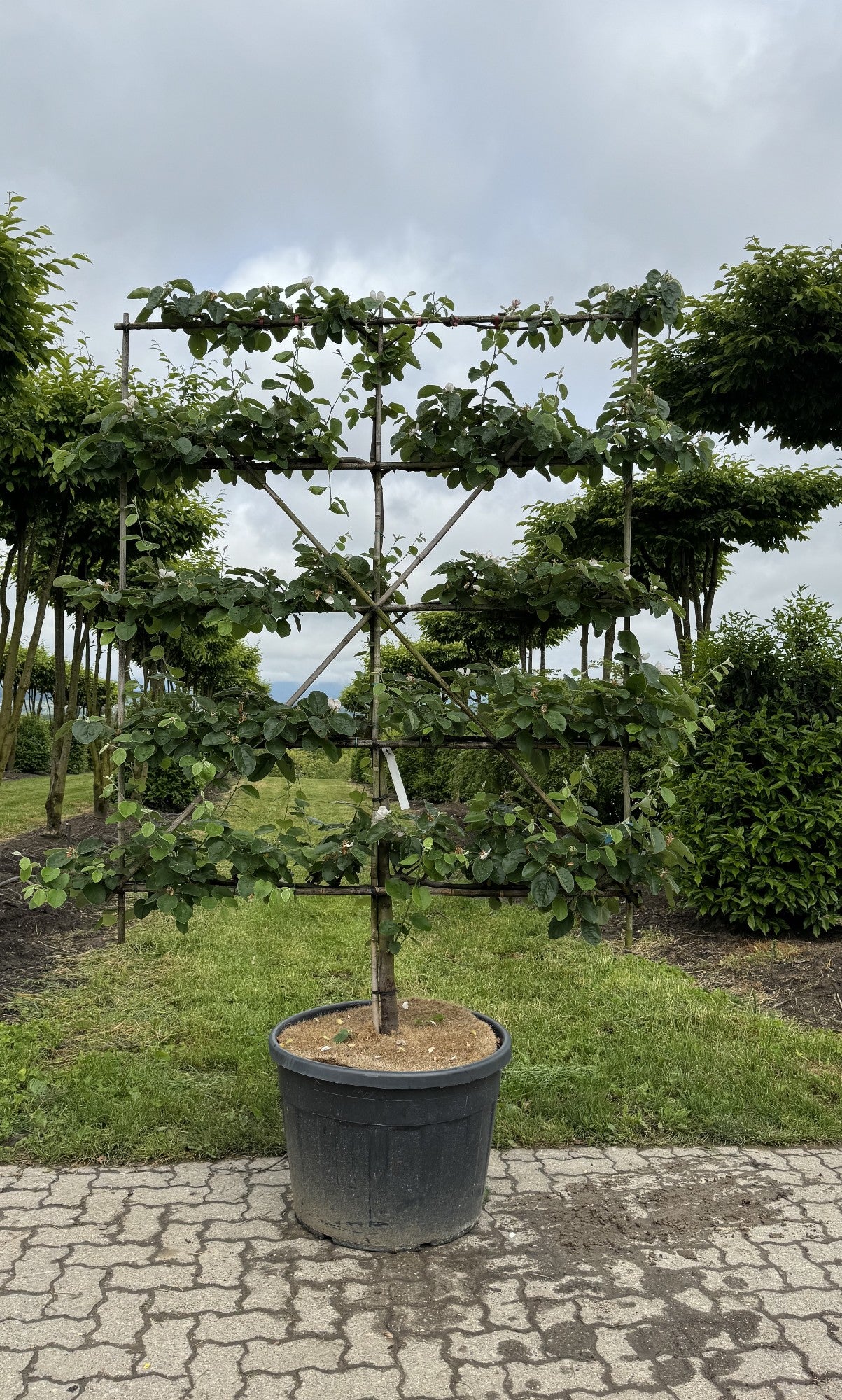 Cydonia oblonga 'Leskovac'