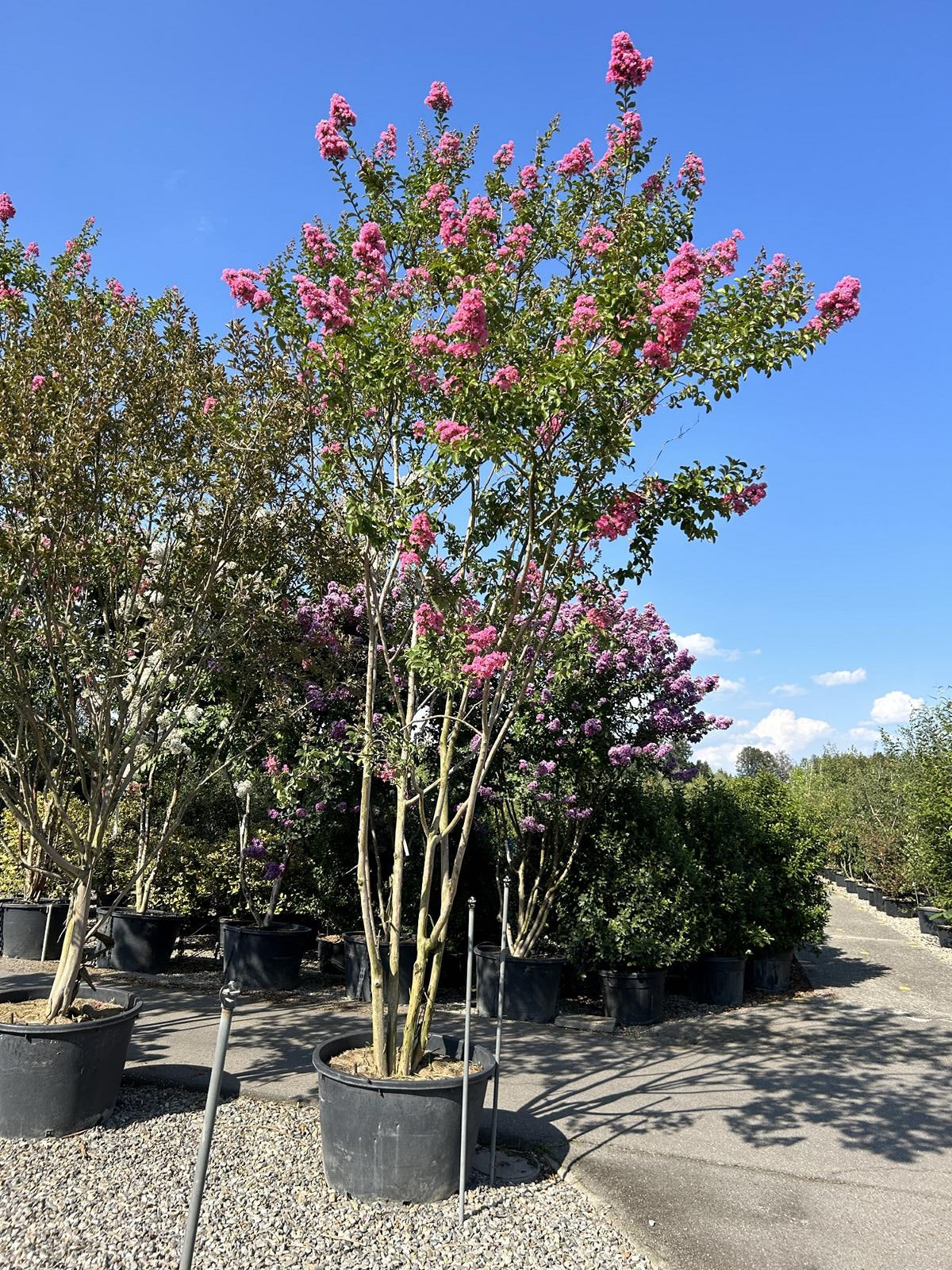 Lagerstroemia indica 'Maïte Red'