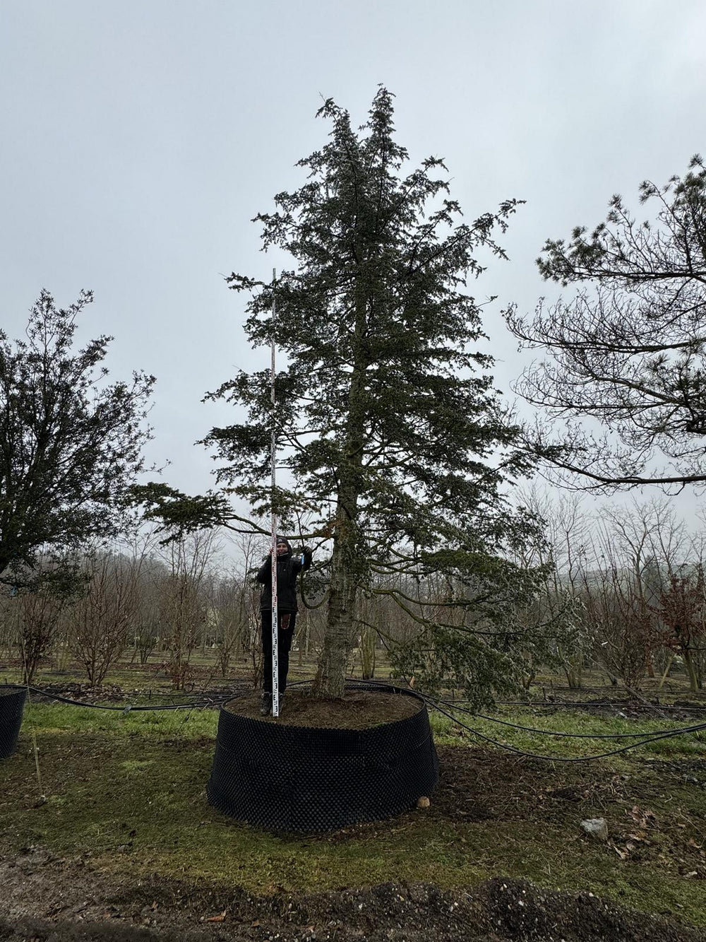 Cedrus libani