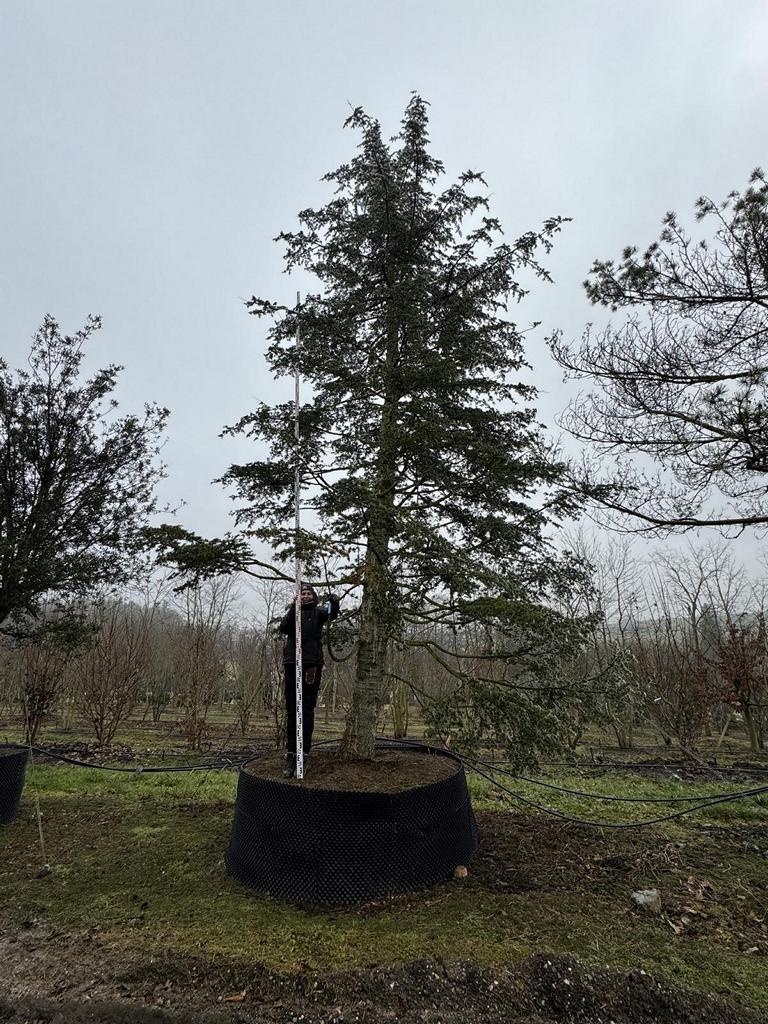 Cedrus libani