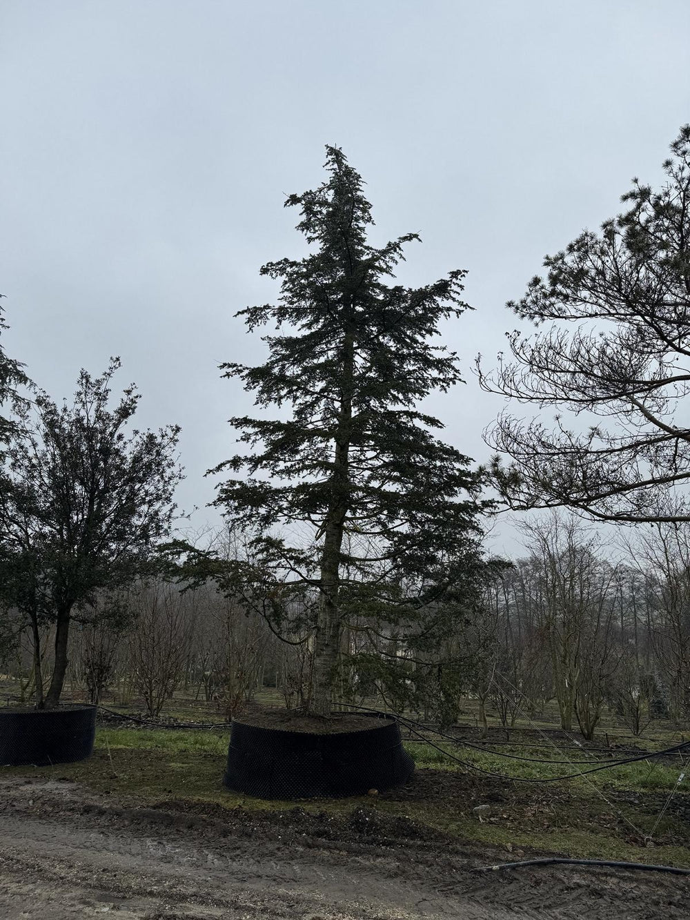 Cedrus libani