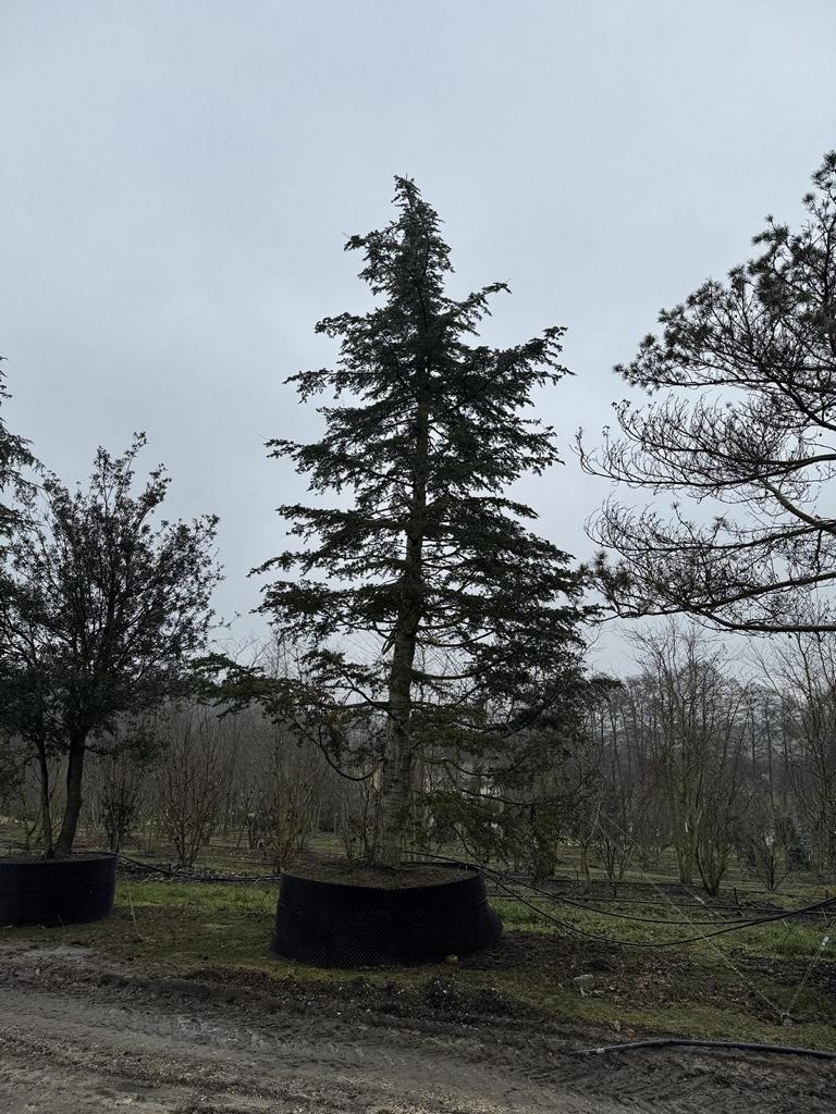 Cedrus libani