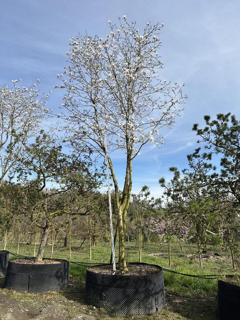 Magnolia loebneri (x) 'Merrill'