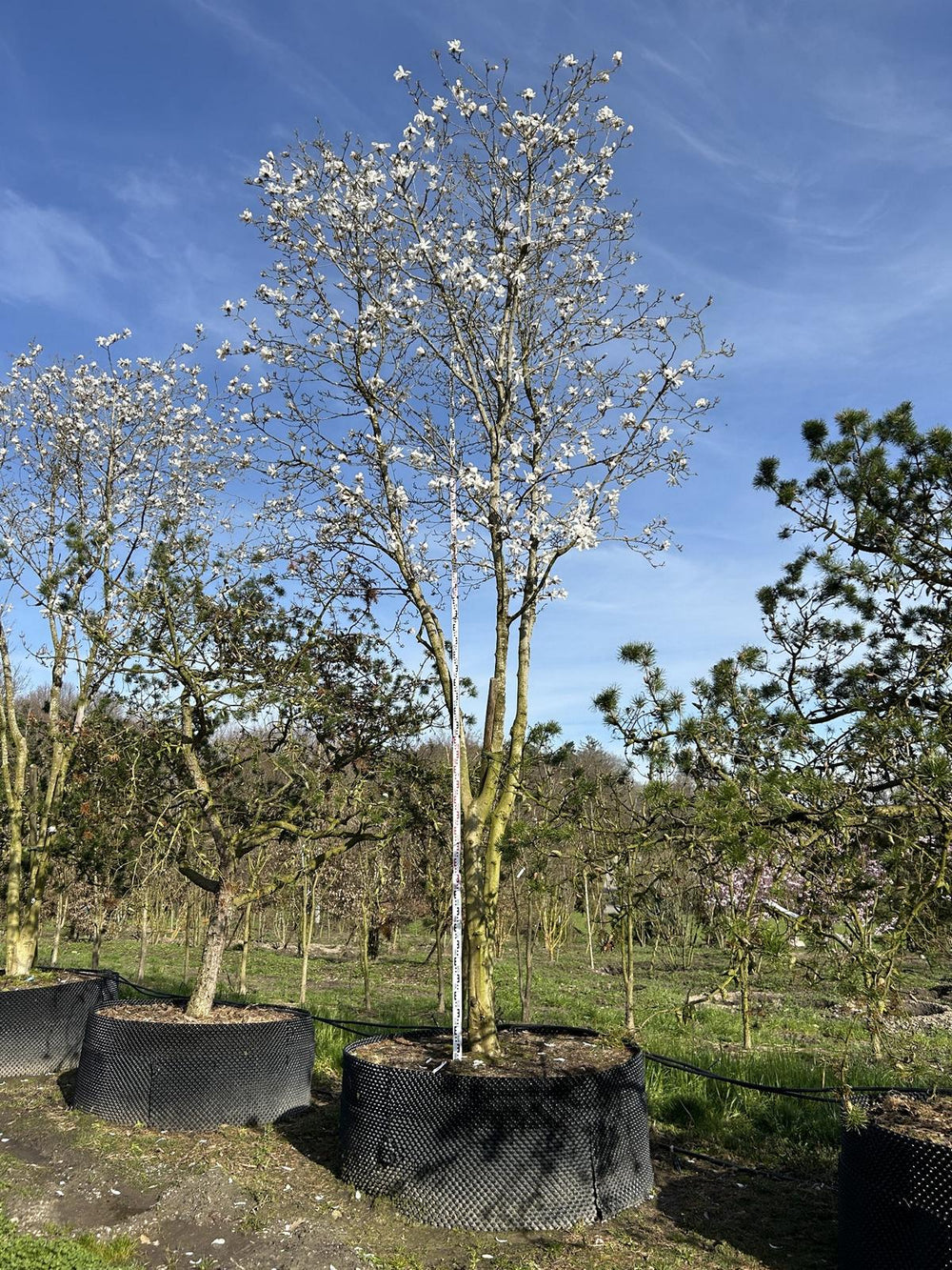 Magnolia loebneri (x) 'Merrill'