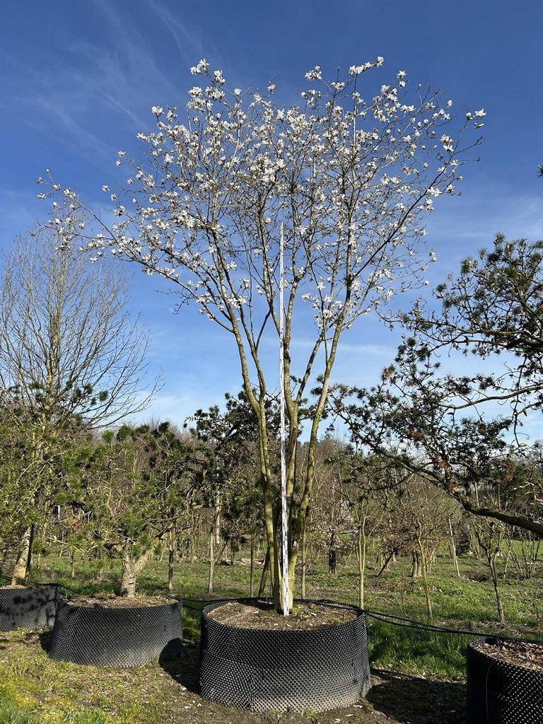 Magnolia loebneri (x) 'Merrill'