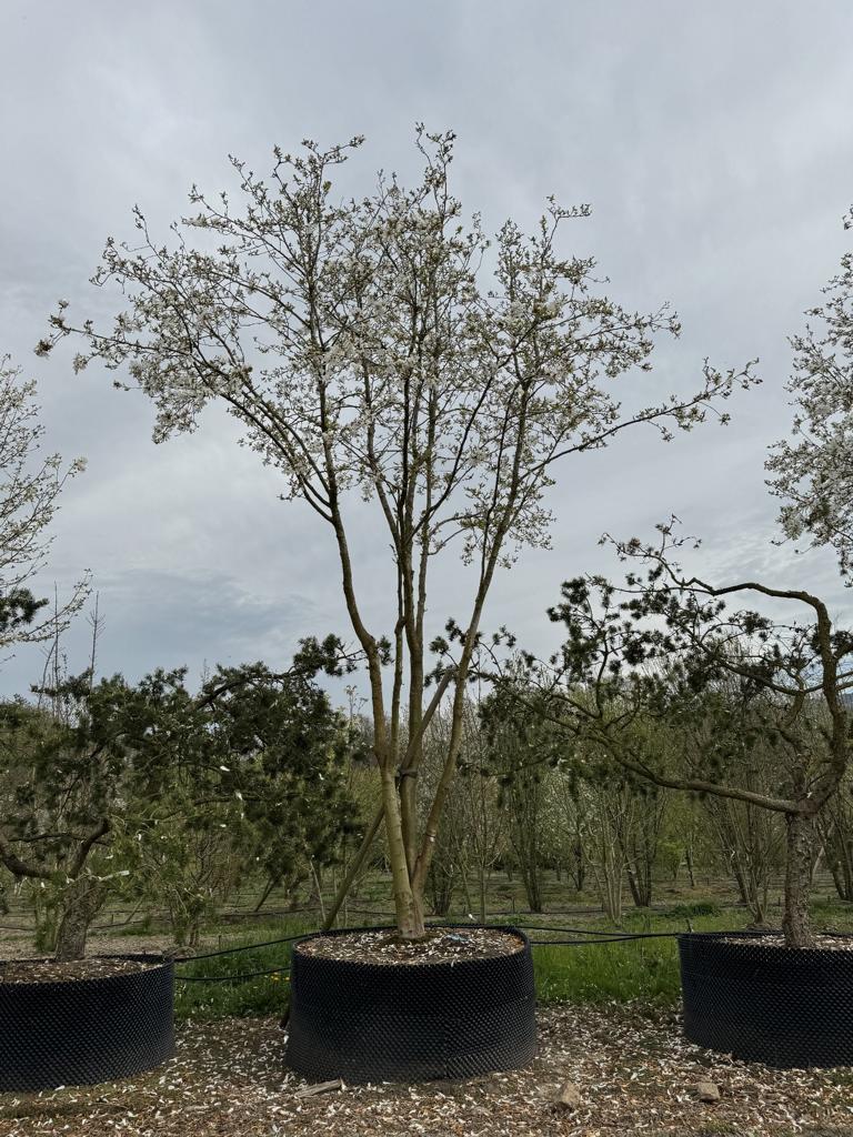Magnolia loebneri (x) 'Merrill'