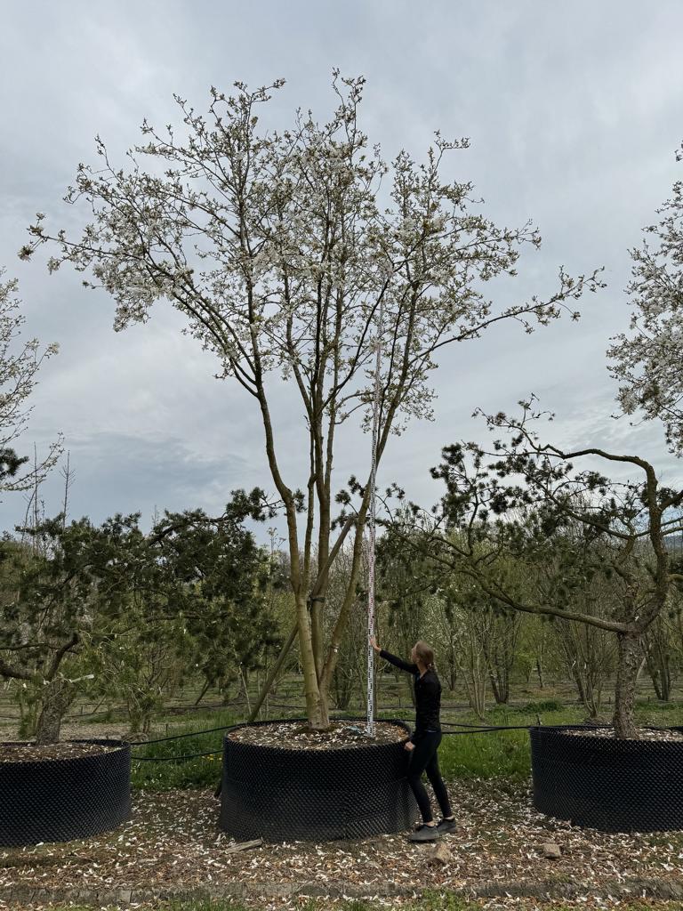 Magnolia loebneri (x) 'Merrill'