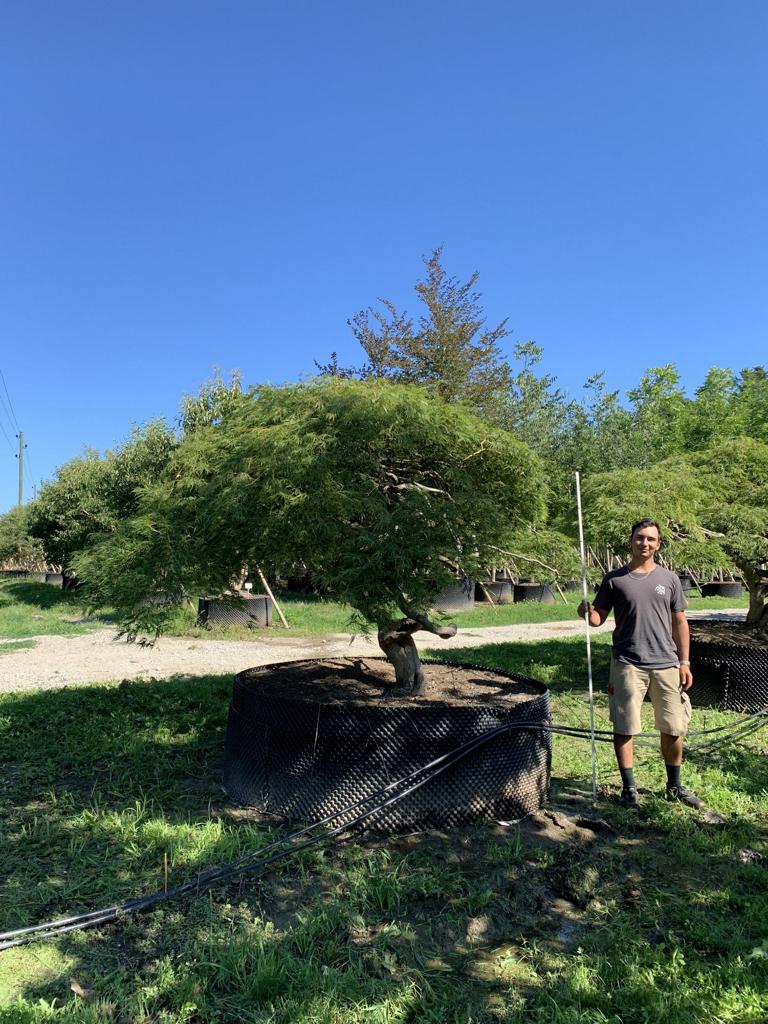Acer palmatum 'Dissectum'