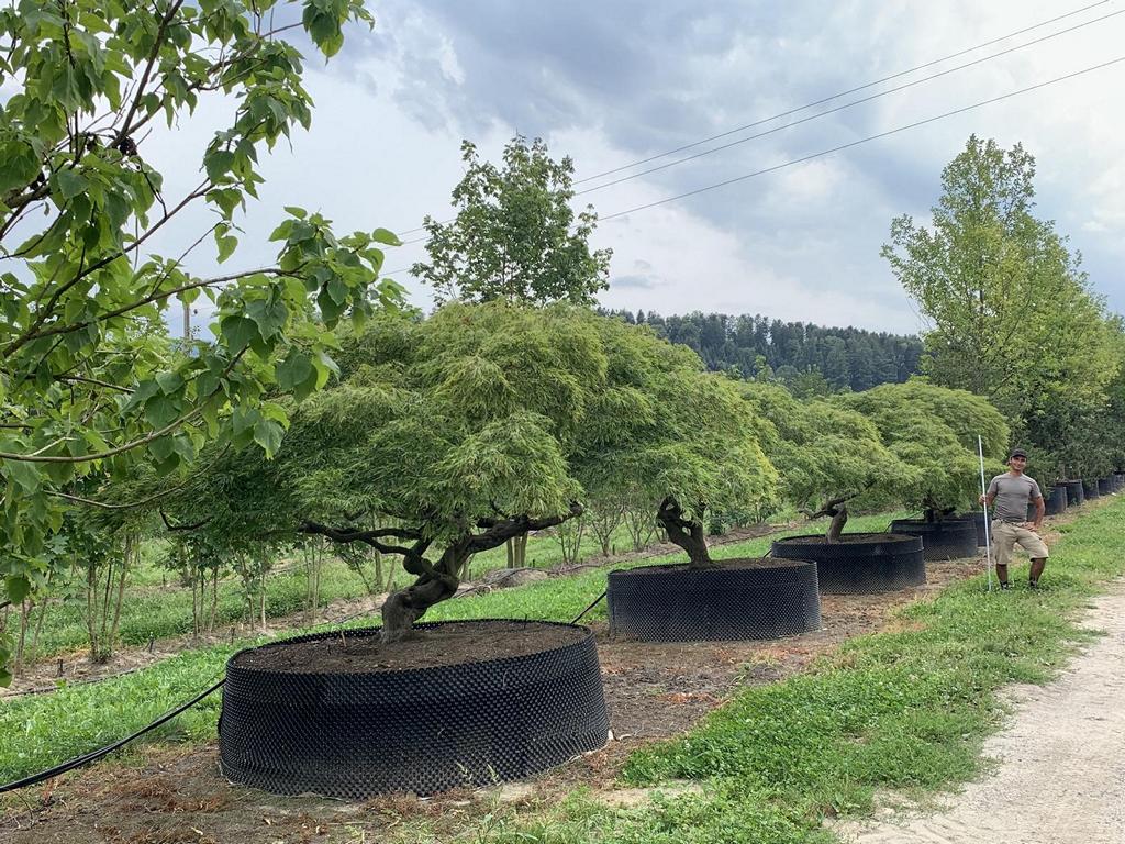 Acer palmatum 'Dissectum'