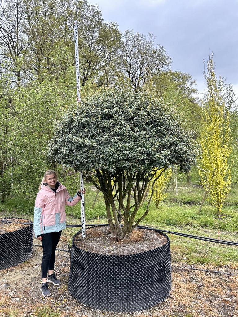 Osmanthus burkwoodii (x) Schirmform