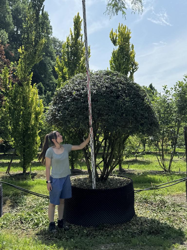 Osmanthus burkwoodii (x) Schirmform