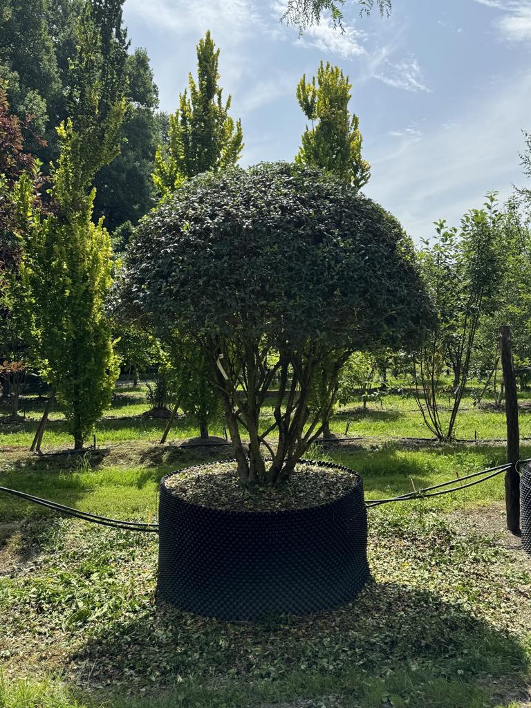 Osmanthus burkwoodii (x) Schirmform