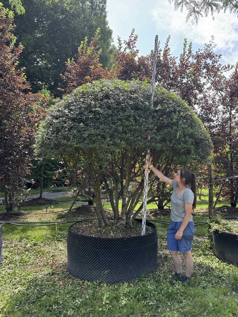 Osmanthus burkwoodii (x) Schirmform