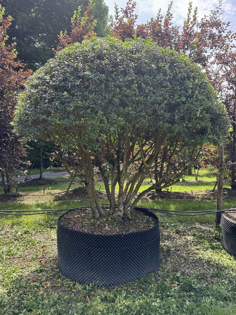Osmanthus burkwoodii (x) Schirmform