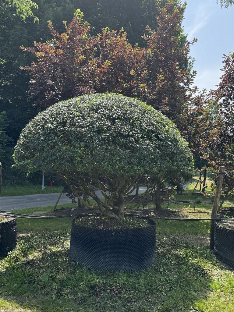 Osmanthus burkwoodii (x) Schirmform