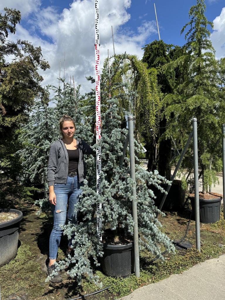 Cedrus libani 'Glauca'