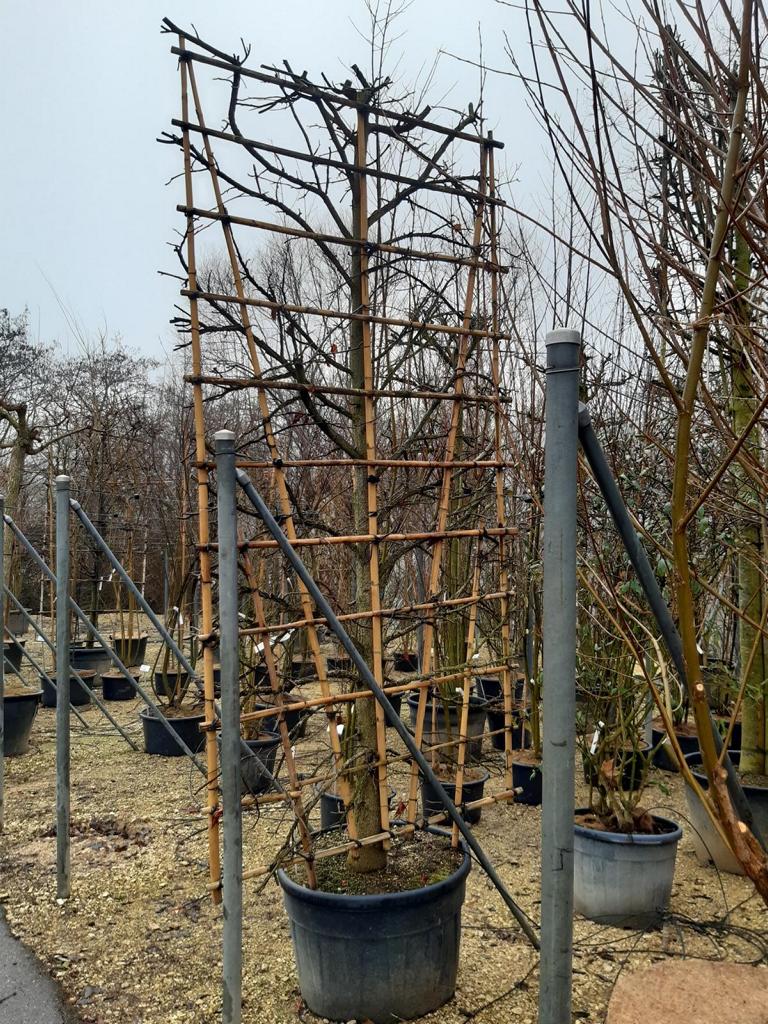 Liquidambar styraciflua Spalierform