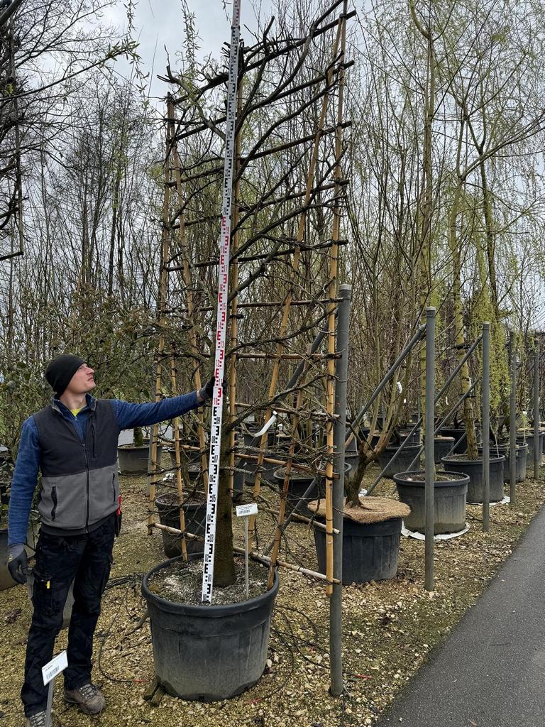 Liquidambar styraciflua Spalierform