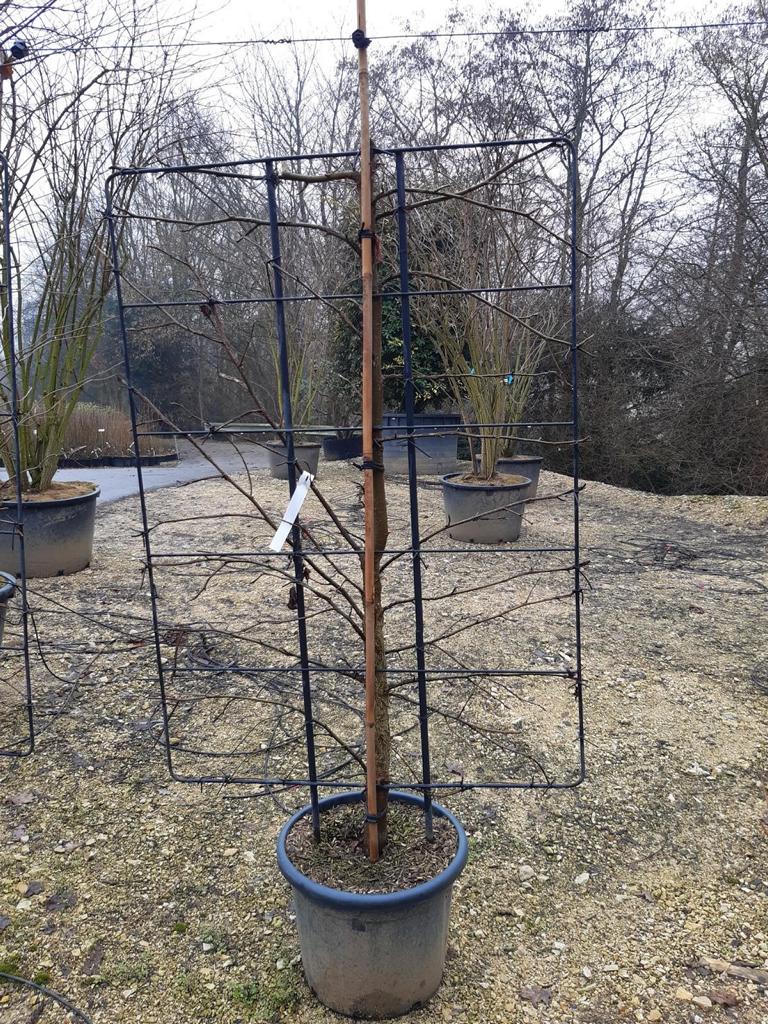Liquidambar styraciflua Spalierform