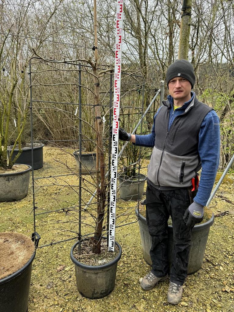 Liquidambar styraciflua Spalierform