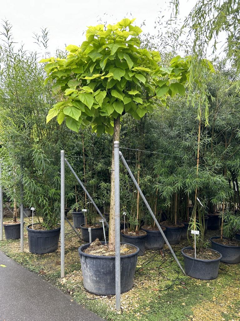 Catalpa bignonioides 'Aurea' dachförmig