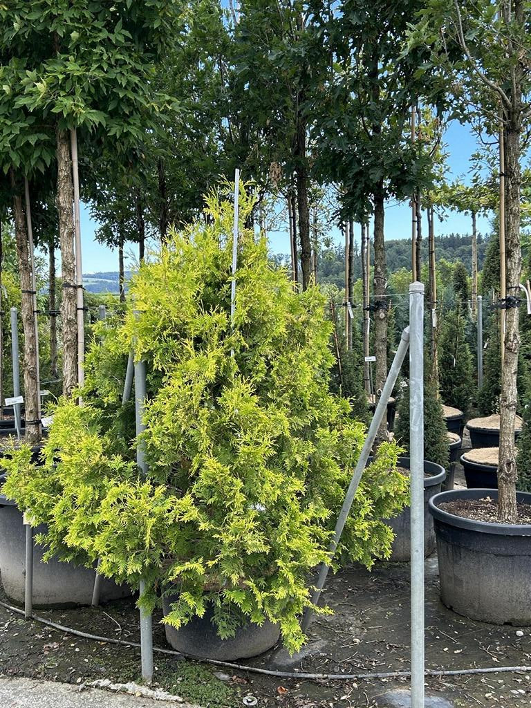 Thuja occidentalis 'Sunkist'