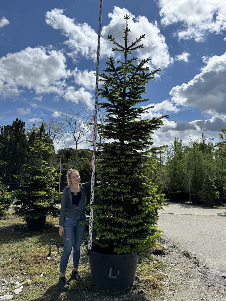 Abies nordmanniana