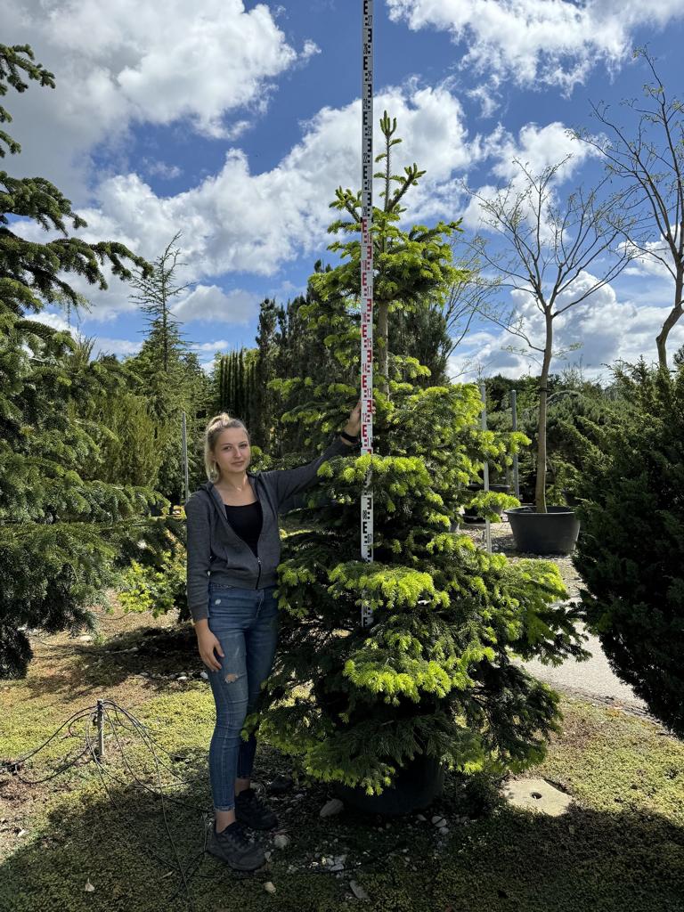 Abies nordmanniana