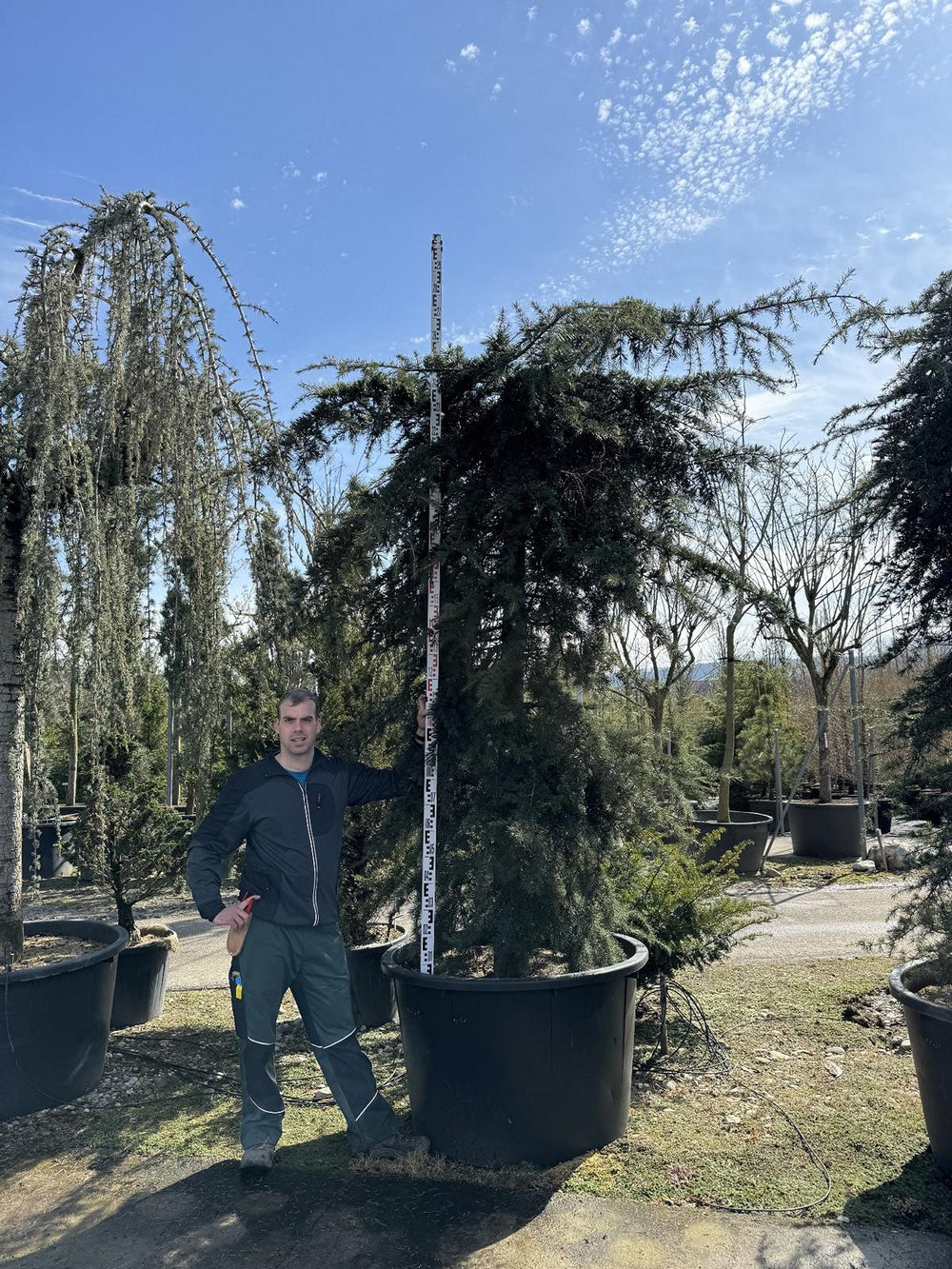 Cedrus deodara 'Pendula'