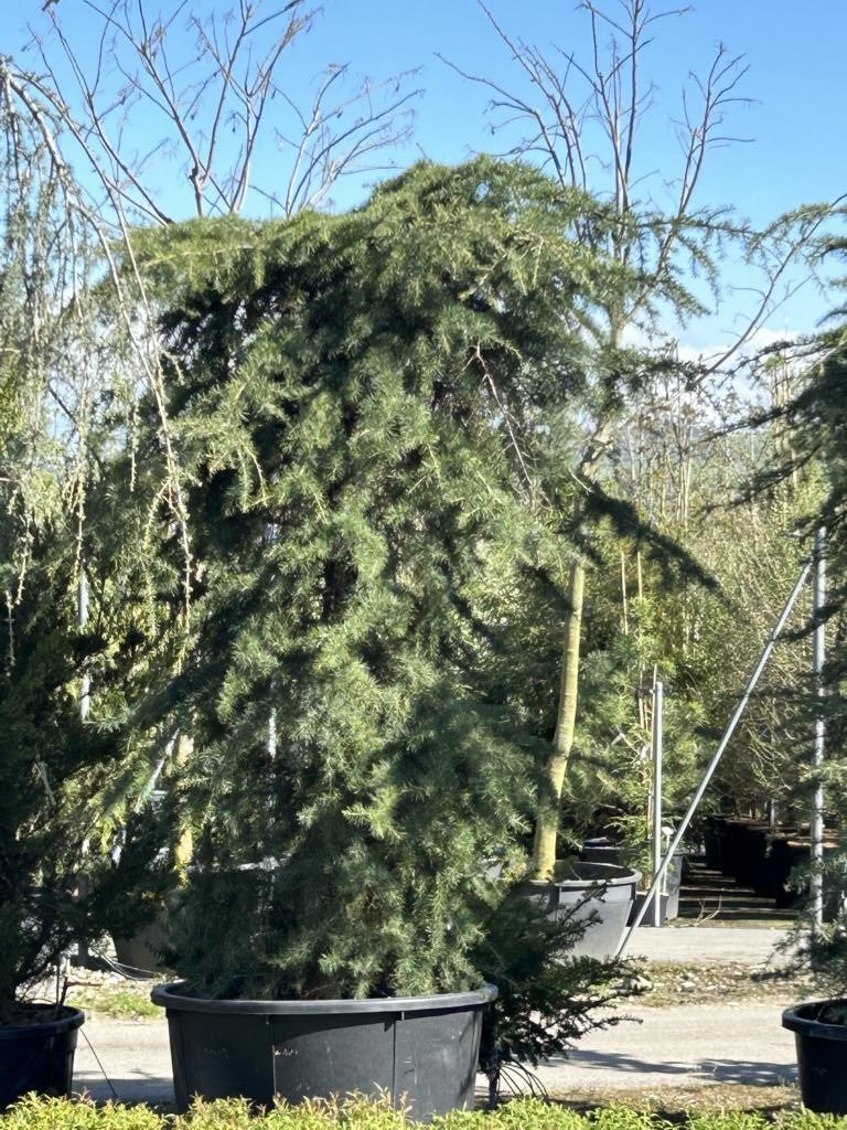 Cedrus deodara 'Pendula'