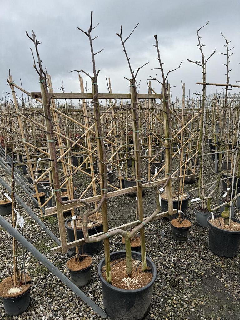 Malus domestica 'Jonagold'