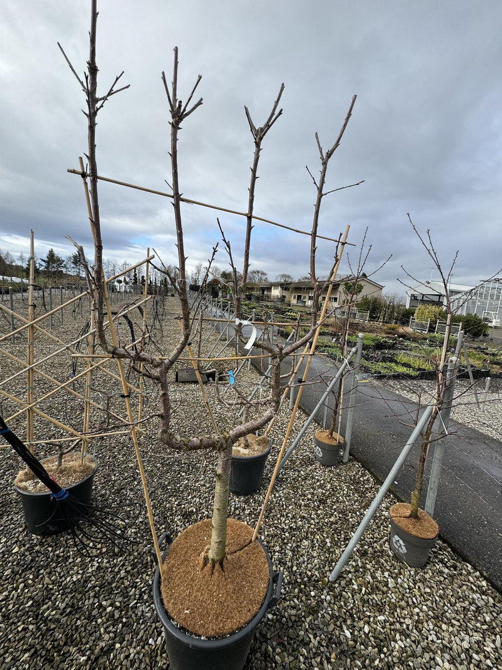 Prunus avium 'Hedelfinger Riesenkirsche'