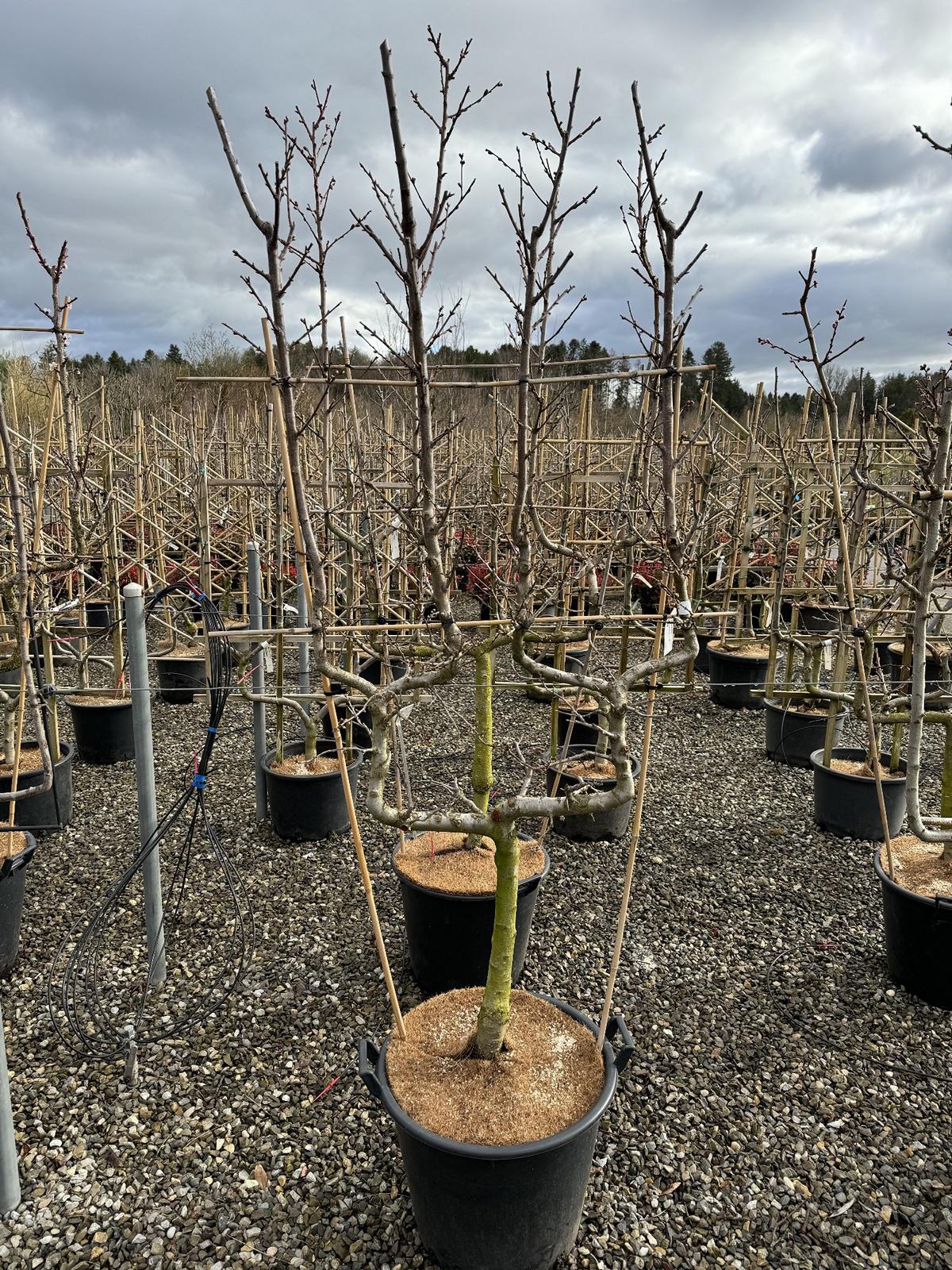 Prunus domestica 'Mirabelle de Nancy'