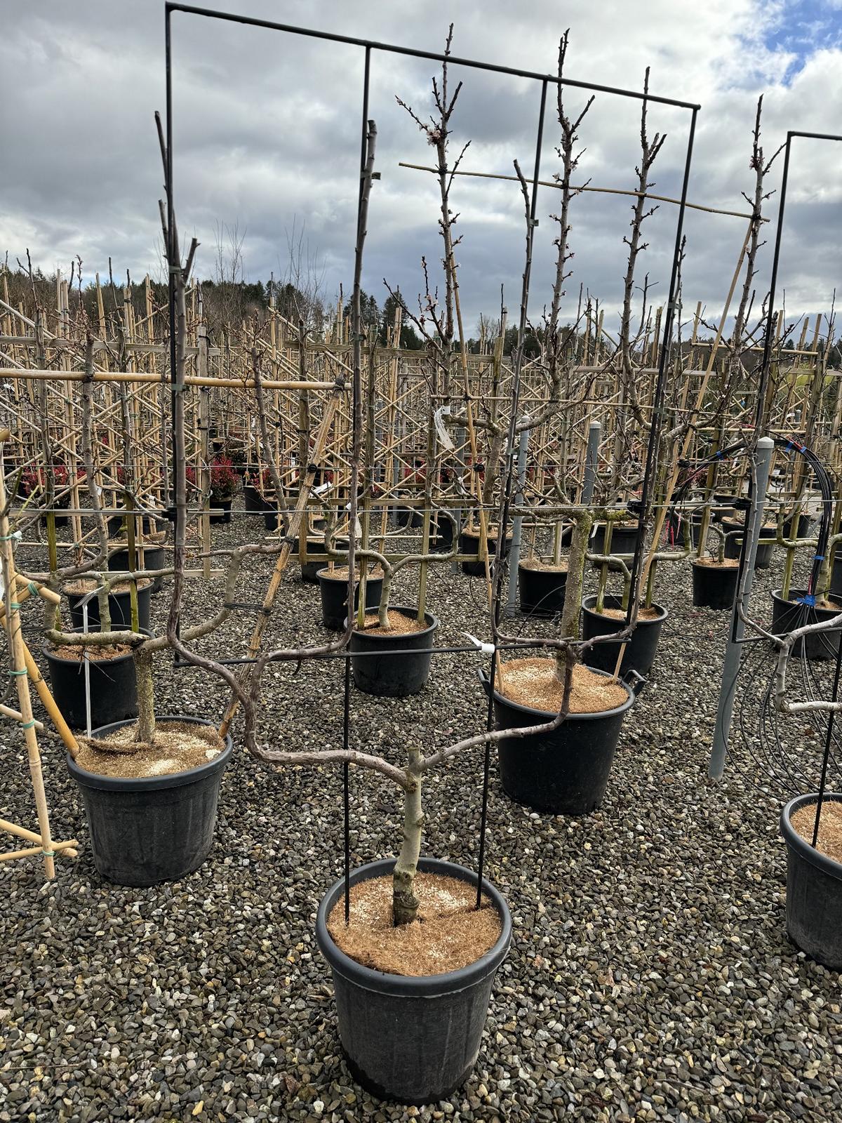 Prunus domestica 'Reine-Claude d'Oullins'