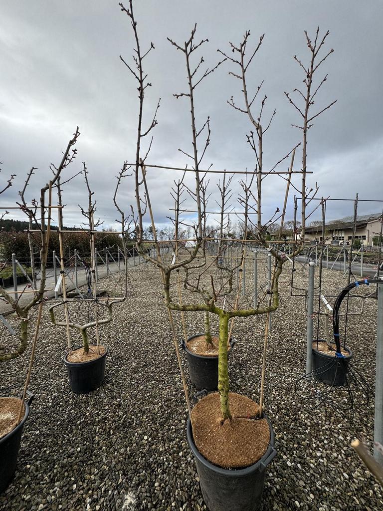 Prunus persica 'Red Haven'