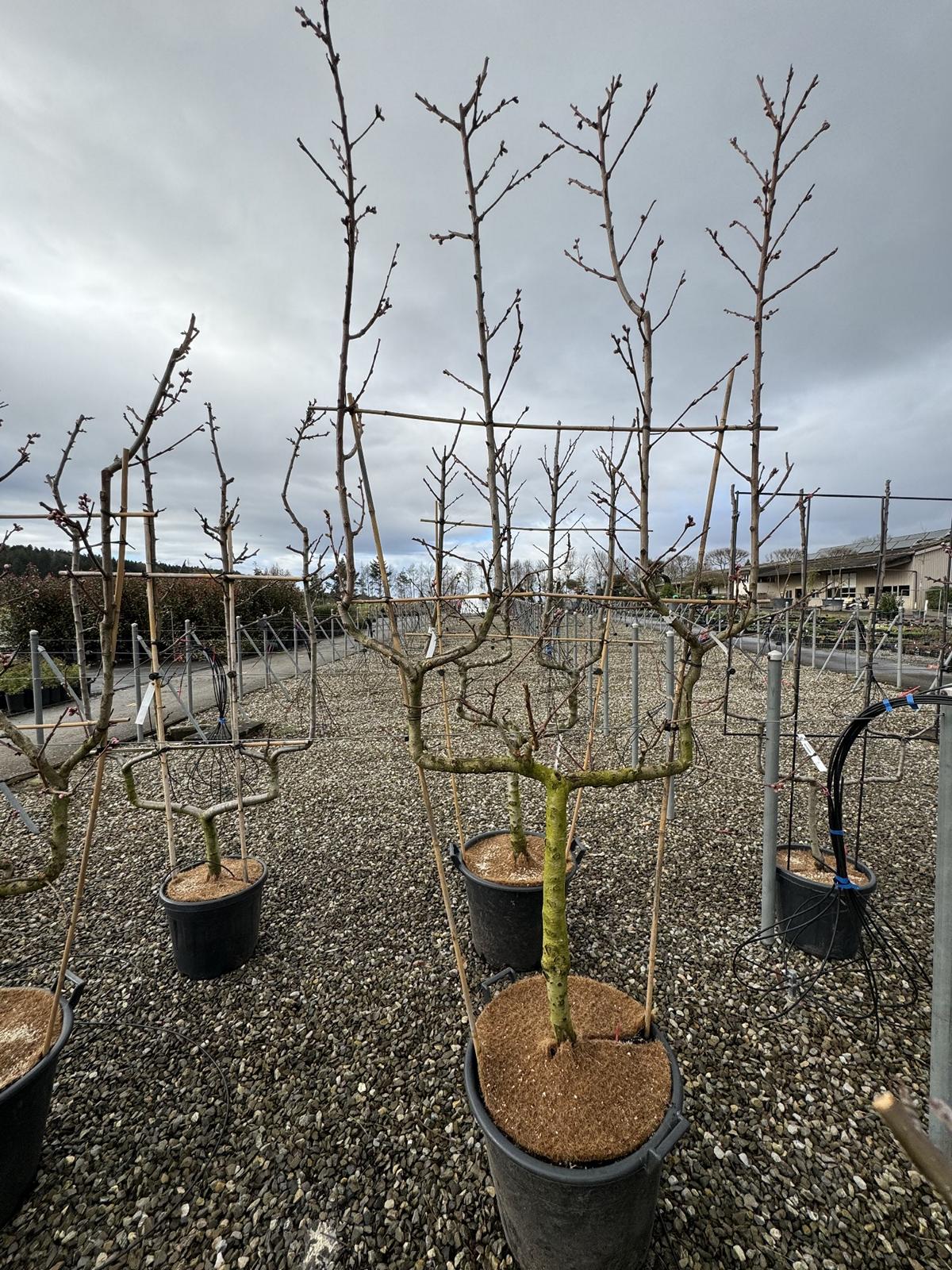 Prunus persica 'Red Haven'