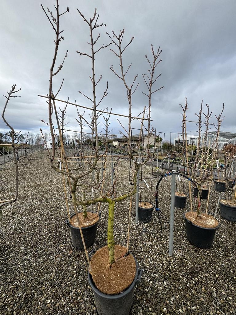 Prunus persica 'Red Haven'