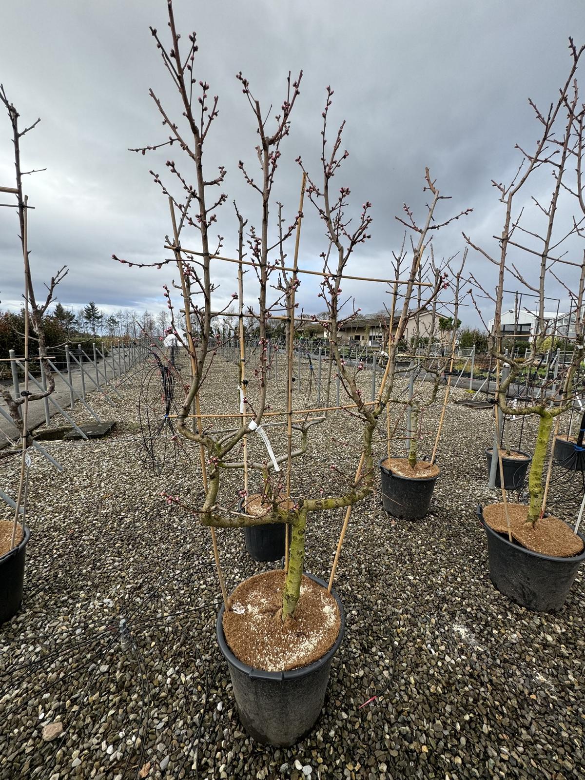 Prunus nucipersica 'Nectared 4'