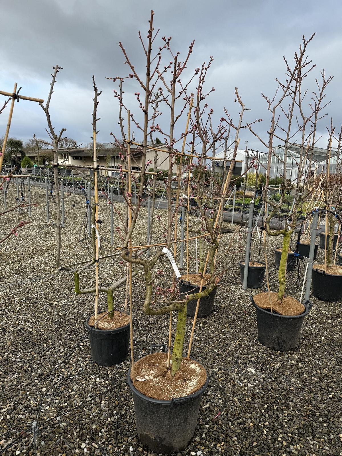 Prunus nucipersica 'Nectared 4'