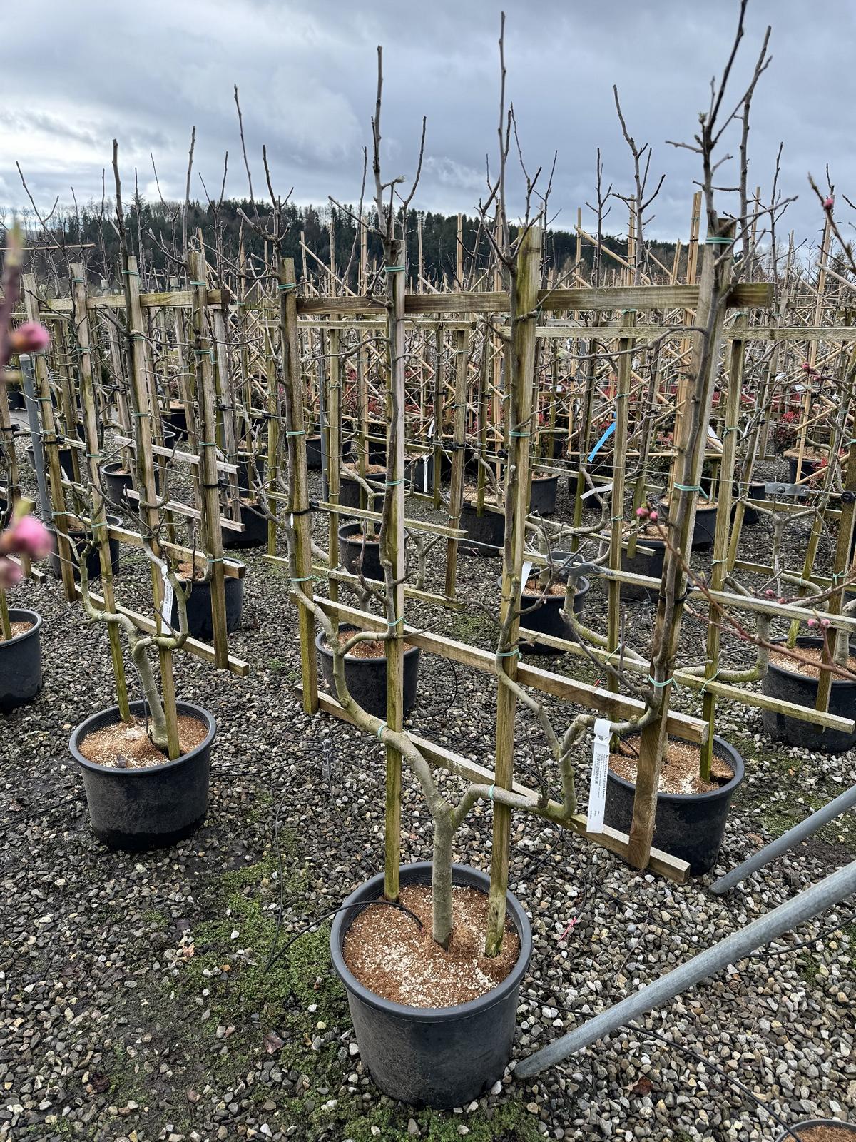 Malus domestica 'Kanada Reinette'