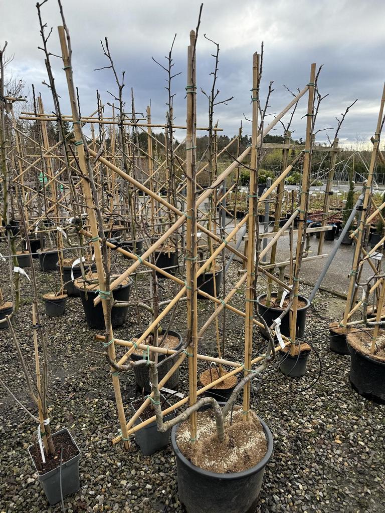 Malus domestica 'Jonagold'